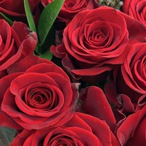 Meet your Posher, Annie